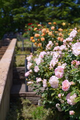 日本の横浜の港の見える丘公園のバラの花など