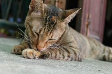 Cat cleaning its paws on the floor