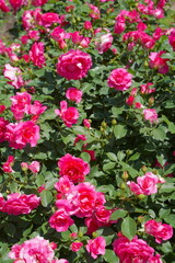 日本の横浜の港の見える丘公園のバラの花など