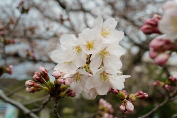 white cherry blossom in cloudy day
