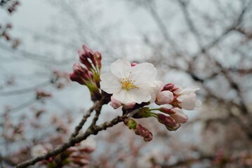 white cherry blossom in cloudy day