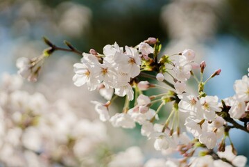 white cherry blossom in spring