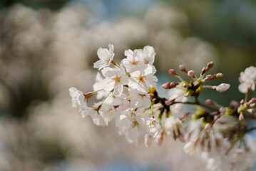 white cherry blossom in spring
