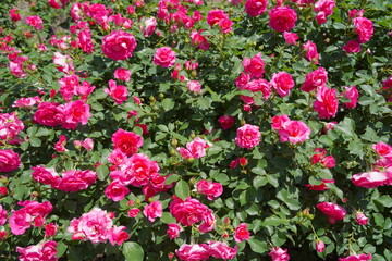 Fototapeta premium 日本の横浜の港の見える丘公園のバラの花など