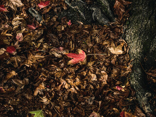 Autumn leaves on the ground