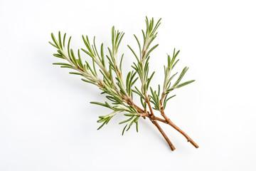 Rosemary Sprig on White Background