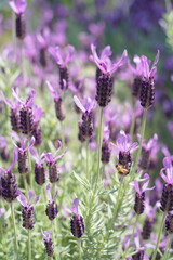 日本の横浜の港の見える丘公園のバラの花など