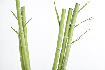 Fototapeta premium Close-Up of Fresh Green Bamboo Stalks