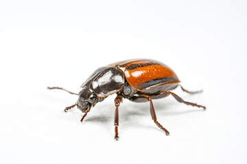 Naklejka premium Close-up of a Brown and Black Beetle