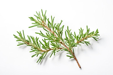 Sprig of Rosemary on White Background