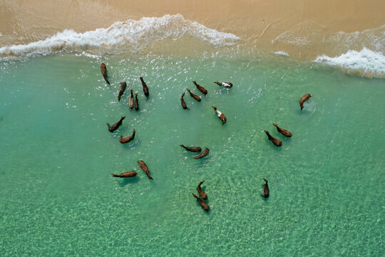 Indian Ocean Wild horses of Sumba Island