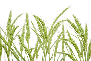 Fototapeta premium Green Wheat Sprouts on White Background 