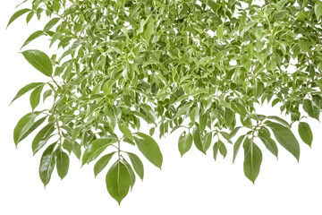 Fototapeta premium Green leaves of a tree isolated on a white background
