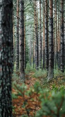 Obraz premium Realistic photography of coniferous forest. Abstract background of a northern forest