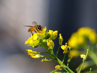 bee gathering pollen on canola flower