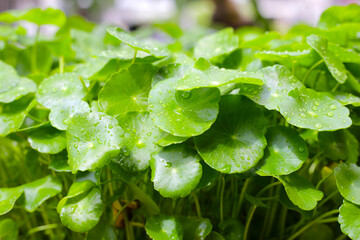 Fresh centella asiatica leaves with rain drop. Gotu kola herb plant