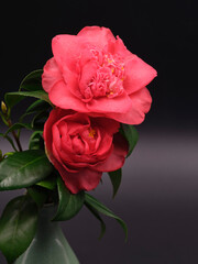 red camellia in black background