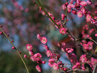 branches of red plum flower
