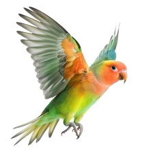 Lovebird parrot fly full body isolate on transparency background PNG