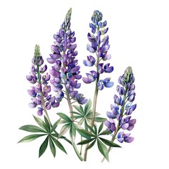 A watercolor painting of purple lupines