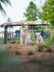 Tricolored cat, blind in one eye, sits and stares in front. Another cat sat in background, on ground, with trees lined in background.