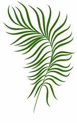 Summer palm leaves illustration