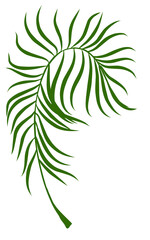 Summer palm leaves illustration