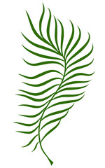 Summer palm leaves illustration