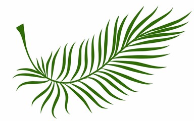 Summer palm leaves illustration