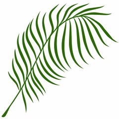 Summer palm leaves illustration