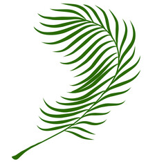 Summer palm leaves illustration