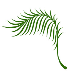 Summer palm leaves illustration