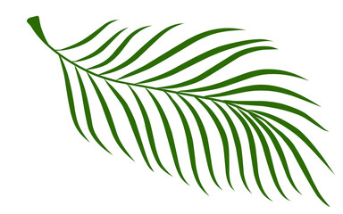 Summer palm leaves illustration