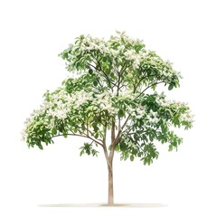 Photo of a Michelia Alba Tree, Michelia Alba is a magnolia species native to China and the Himalayas.