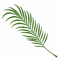 Summer palm leaves illustration