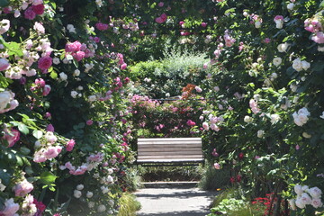 港の見える丘公園　ローズ