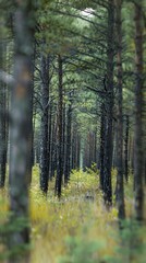 Obraz premium Realistic photography of coniferous forest. Abstract background of a northern forest