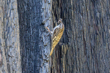 Brown Creeper
