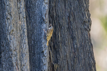 Brown Creeper