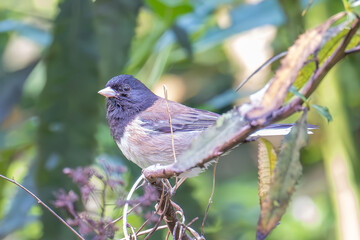 Dark-eyed Junco