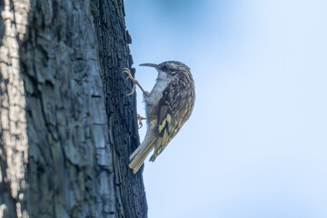 Brown Creeper