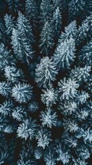 Realistic photography of coniferous forest. Abstract background of a northern forest