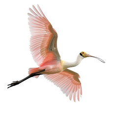 Spoonbill bird fly full body isolate on transparency background PNG