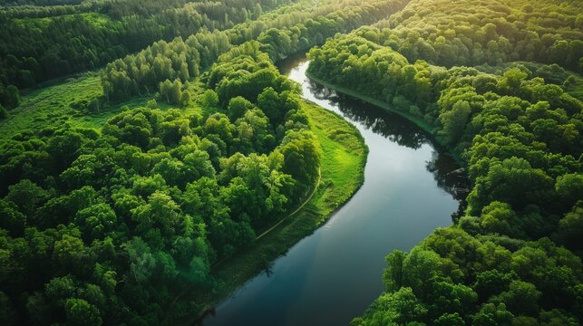An aerial view of a lush green forest divided by a winding river, symbolizing climate change and environmental protection