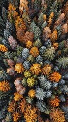 Realistic photography of coniferous forest. Abstract background of a northern forest