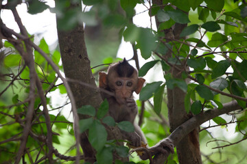 可愛いサル