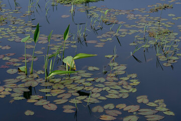 lilies in the pond