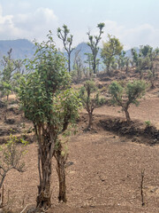 Trees from a mountain village, Rapti, Nepal