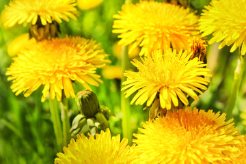 Yellow dandelion flowers background on a field in the grass