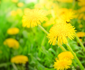 Yellow dandelion flowers in the grass in macro on a green background